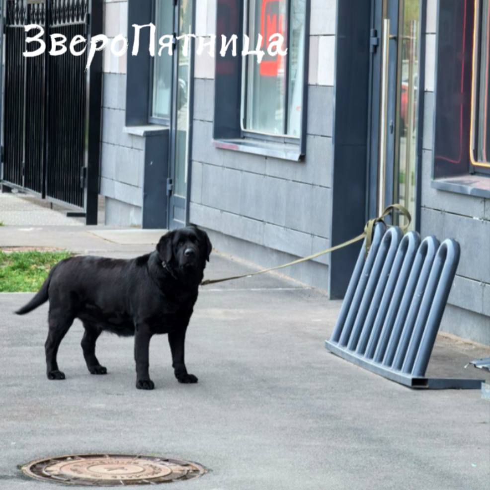 В Петербурге обнаружено идеальное транспортное средство — Labbroghini Retriveltto.