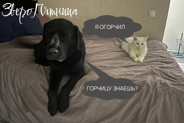 Сегодняшний день мы объявляем Днем Безлимитных Шуток (а потому что — ну а что вы нам сделаете?)