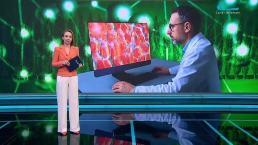 Петербургские учёные первыми в стране использовали новую генную технологию для изменения свойств дерева