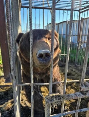 «Дом тигра» в Ленинградской области совсем скоро станет родным для двух бурых мишек из Дагестана