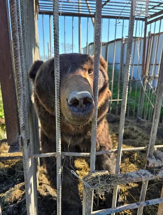 «Дом тигра» в Ленинградской области совсем скоро станет родным для двух бурых мишек из Дагестана