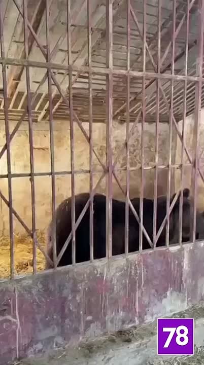 Два медведя из частного зоопарка в Дагестане отправились в хоспис «Дом тигра» в Ленобласти