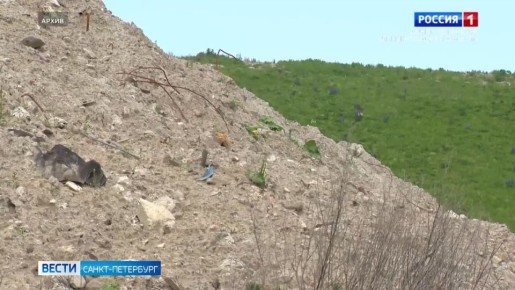 В Петербурге планируют построить пять заводов глубокой переработки отходов