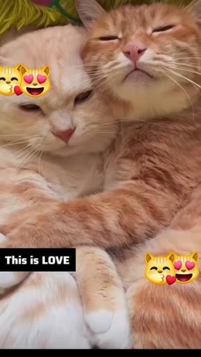 Спокойной ночи, друзья!. ——————