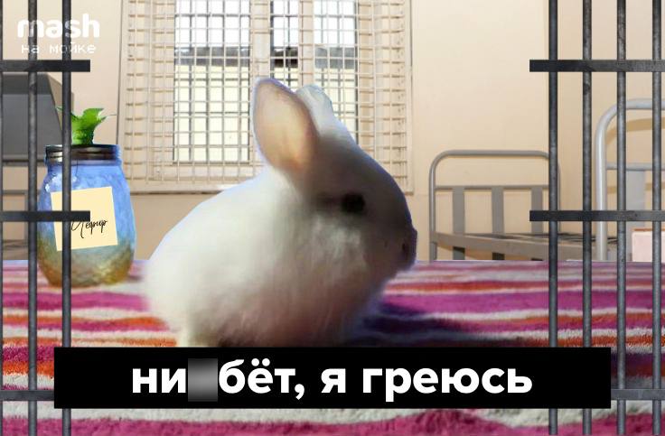 Петербуржец специально загремел в изолятор на 15 суток — чтобы погреться