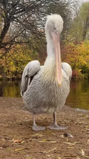 В Ленинградском зоопарке показали, как идут дела у пеликана Полкана