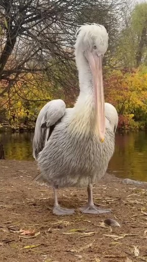 Распорядку дня пеликана Полкана из Ленинградского зоопарка можно только позавидовать