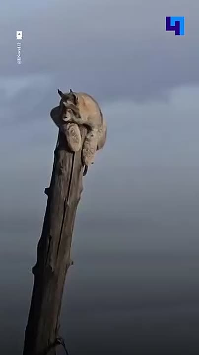 В Забайкалье спасали рысь, забравшуюся на столб — операция объединила целый посёлок