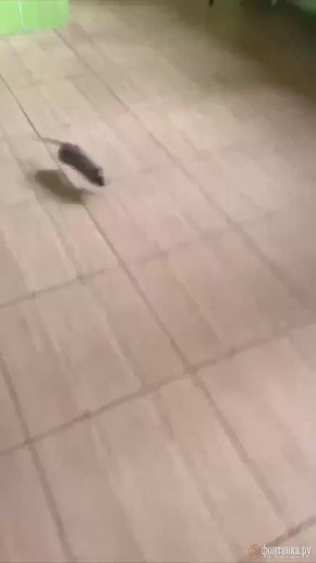 Массовое отравление случилось в петербургском колледже «Звездный»