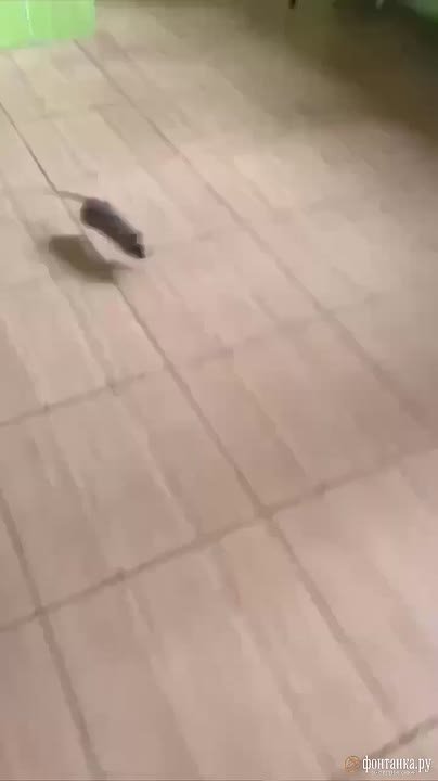 Массовое отравление случилось в петербургском колледже «Звездный»