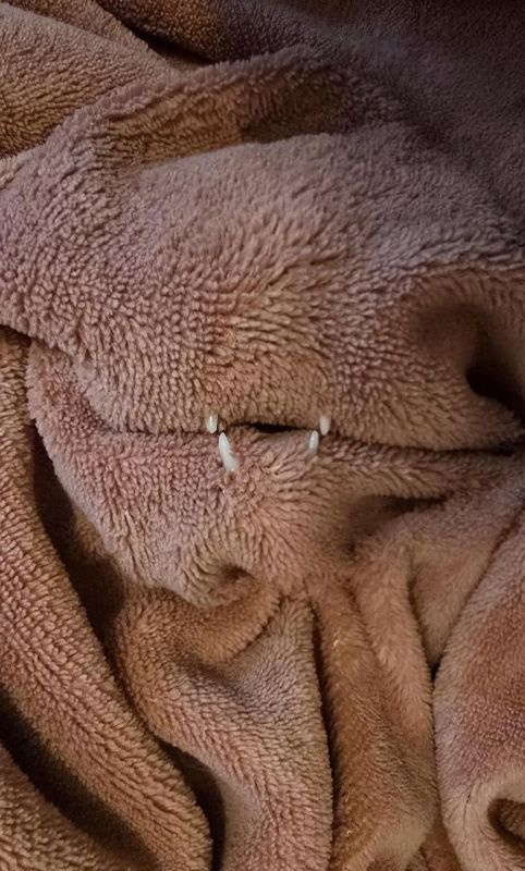 Михаил Онуфриенко: Кусь вам, а не хэллоуин. @Mikle1On