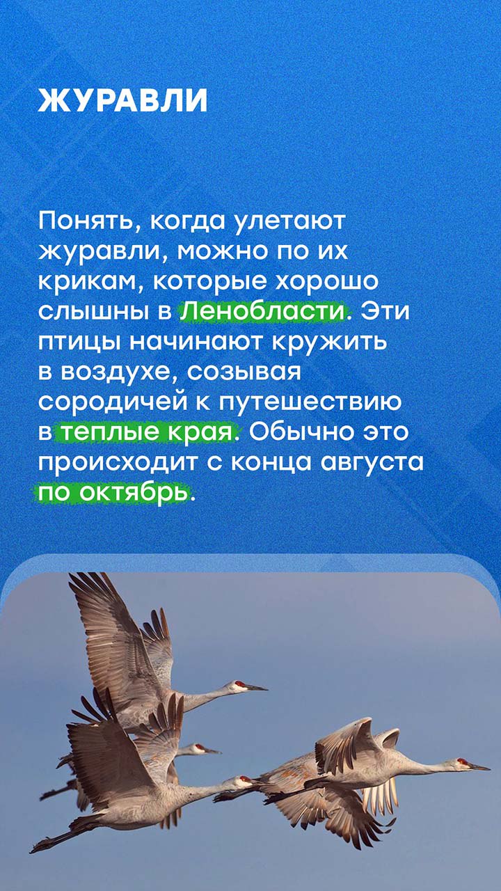 В Петербурге наступили осенние холода В Петербурге наступили осенние холода