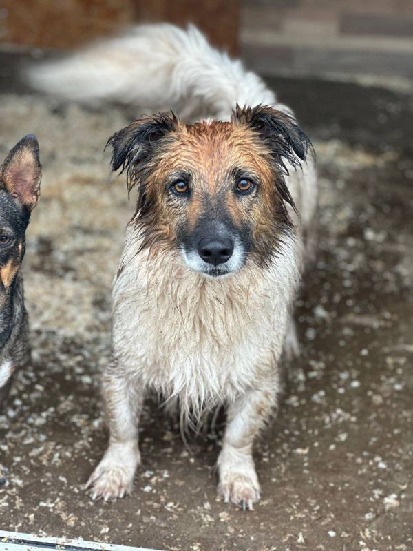 Юрий Баранчик: Друзья, если у Вас есть возможность, не в ущерб себе, помогите пожалуйста приюту @serdce_druga