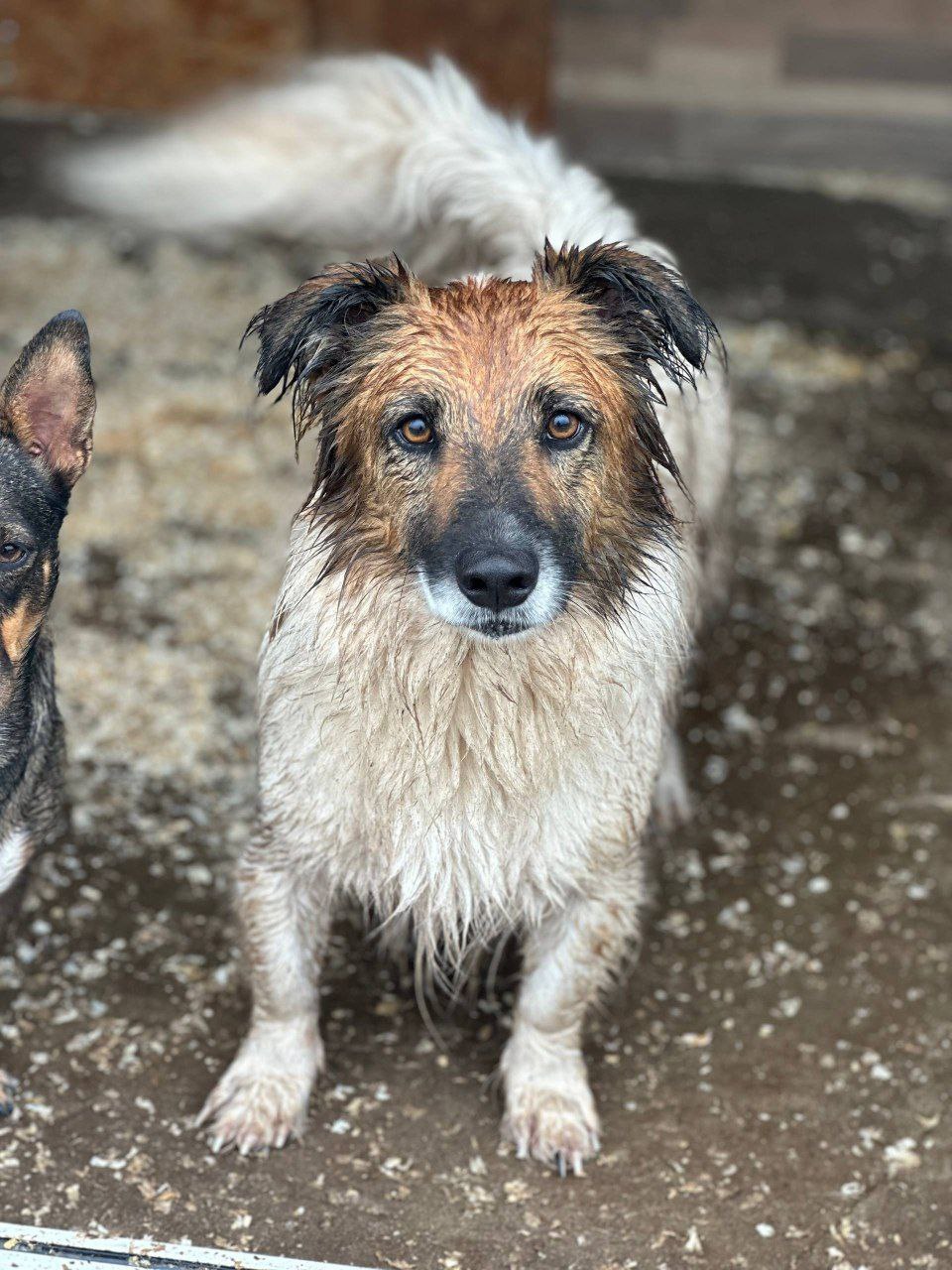 Юрий Баранчик: Друзья, если у Вас есть возможность, не в ущерб себе, помогите пожалуйста приюту @serdce_druga