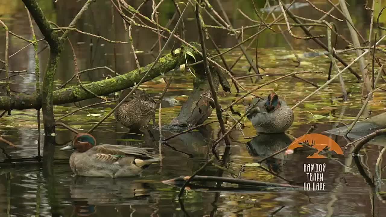 В парке Петербурга остановились для отдыха перелетные чирки-свистунки