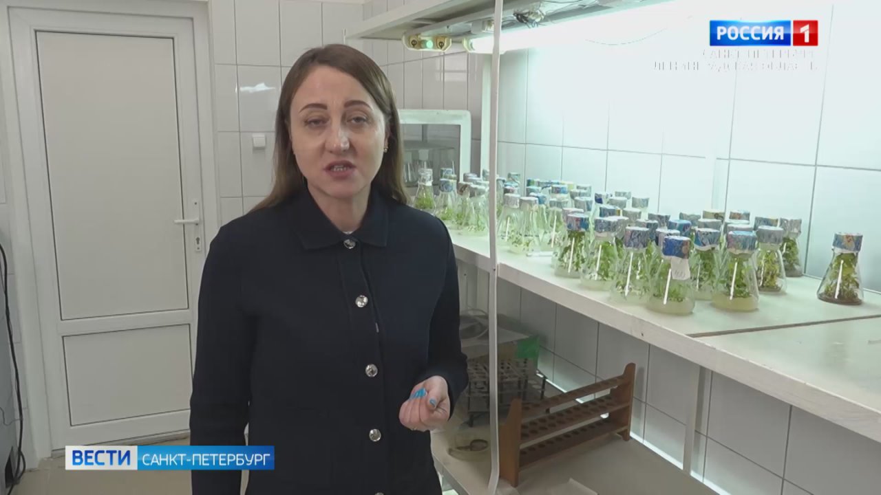 В НИИ лесного хозяйства научились редактировать гены деревьев