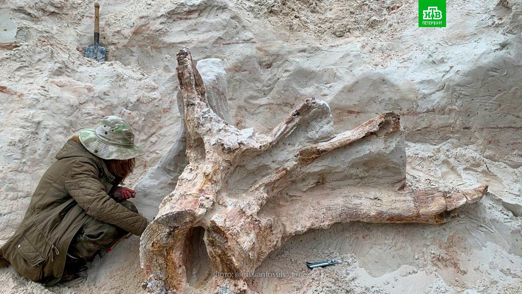 Петербургские палеонтологи обнаружили, возможно, древнейший пень Ленинградской области Петербургские палеонтологи обнаружили, возможно, древнейший пень Ленинградской области