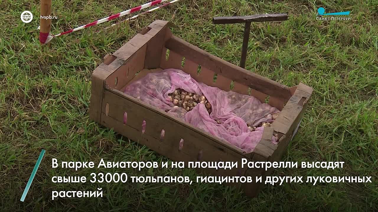 В парках и садах города продолжается масштабное осеннее озеленение