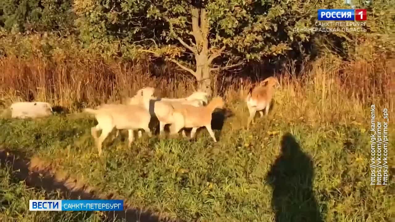 На Парашютной улице автомобилисты заметили перебегающих дорогу коз