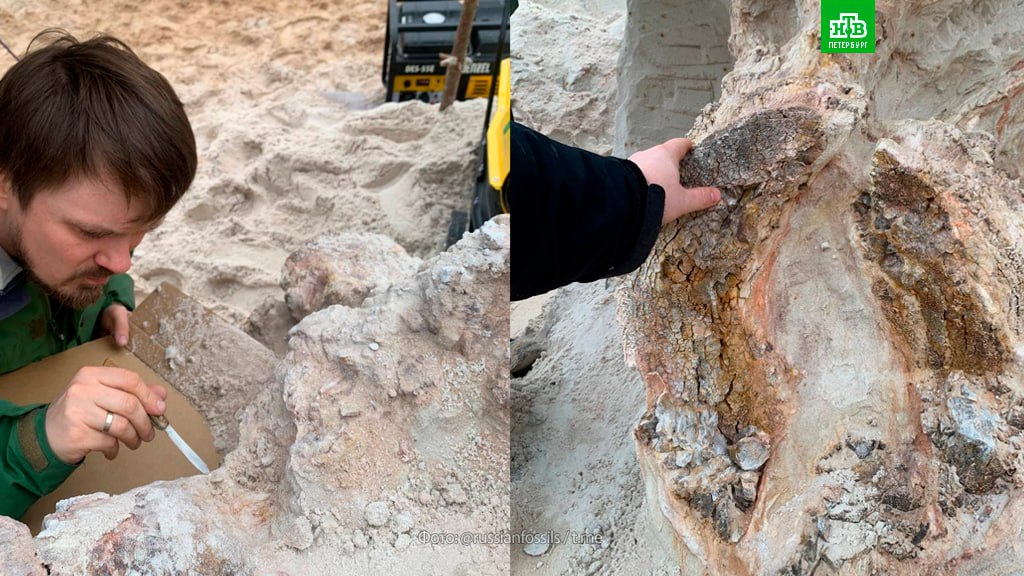 Петербургские палеонтологи обнаружили, возможно, древнейший пень Ленинградской области