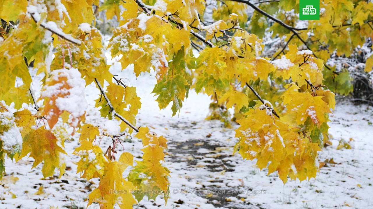 Первый снег в Петербурге ожидается только во второй половине ноября, сообщил главный синоптик города