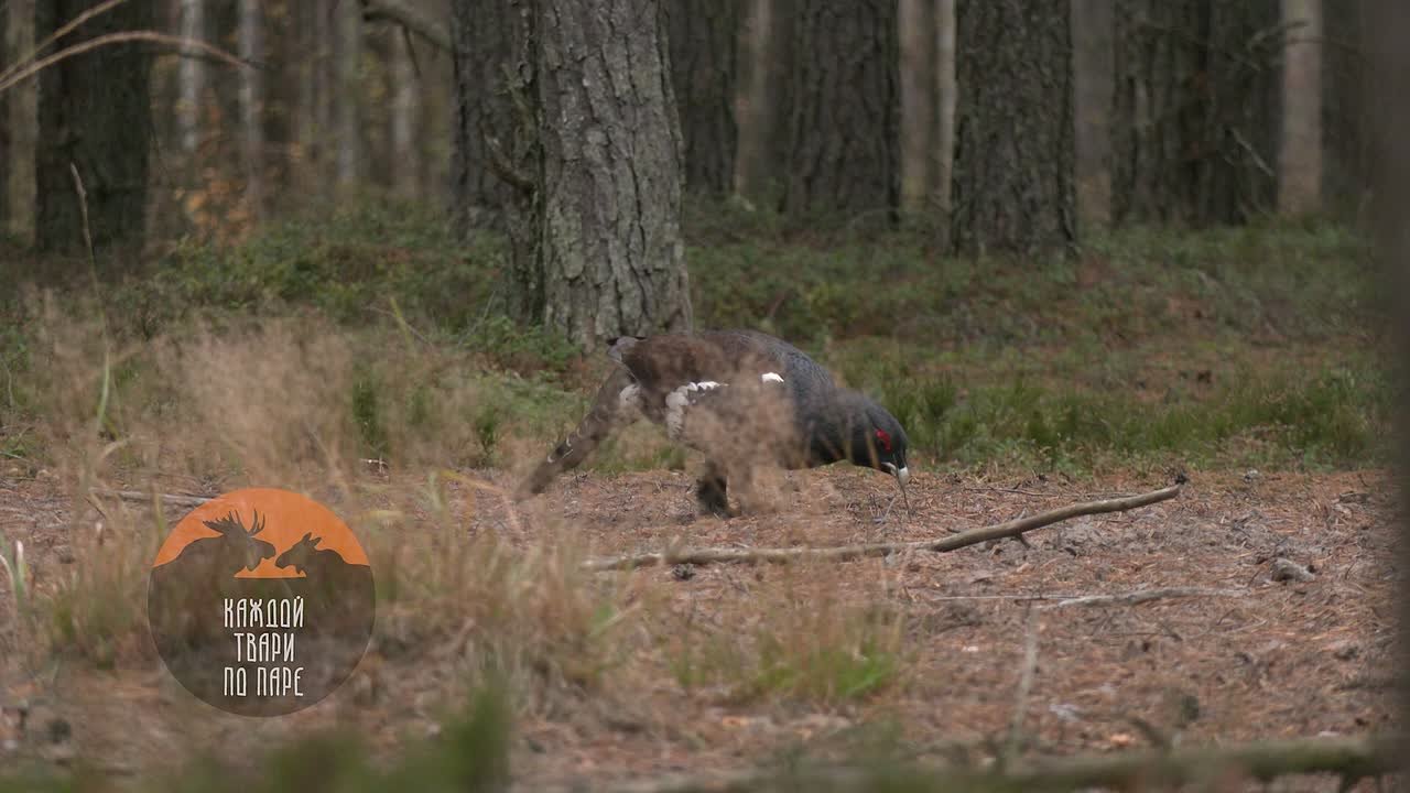 Тысячи камней придётся проглотить глухарям до конца осени
