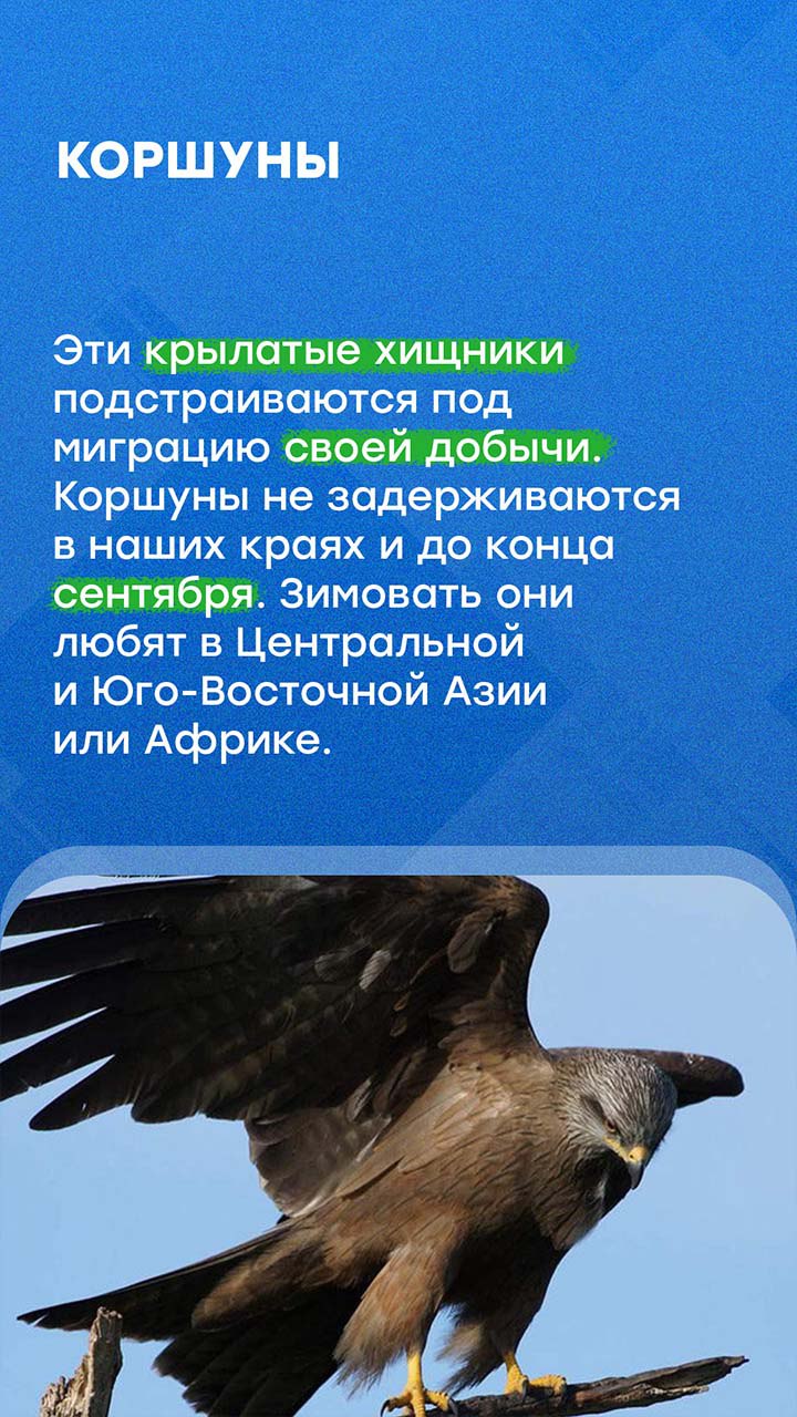В Петербурге наступили осенние холода В Петербурге наступили осенние холода