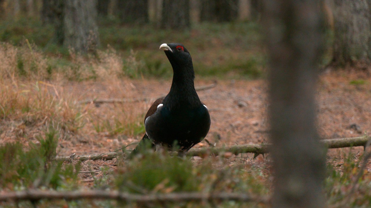 Тысячи камней придётся проглотить глухарям до конца осени Тысячи камней придётся проглотить глухарям до конца осени