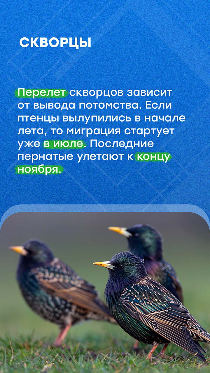 В Петербурге наступили осенние холода В Петербурге наступили осенние холода