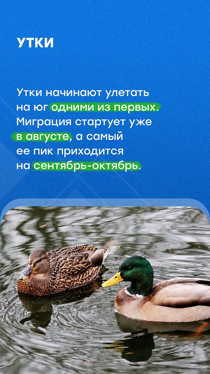 В Петербурге наступили осенние холода В Петербурге наступили осенние холода