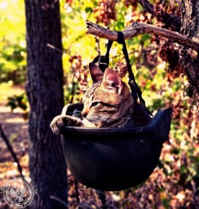 Два майора: Рубрика «Будни солдата»