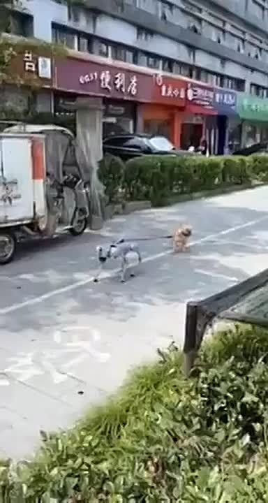 Олег Царёв: В Китае засняли робота-собаку, которая выгуливала настоящую собаку