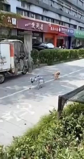 Олег Царёв: В Китае засняли робота-собаку, которая выгуливала настоящую собаку