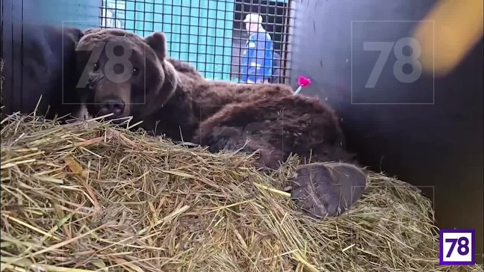 Эвакуированные медведи из частного зоопарка в Дагестане приехали в Ленобласть