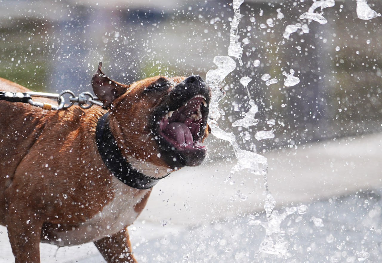 В Госдуме предложили обязать хозяев оформлять ОСАГО на собак опасных пород