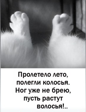 Михаил Онуфриенко: Кошка пишет, что мерзнет без меня