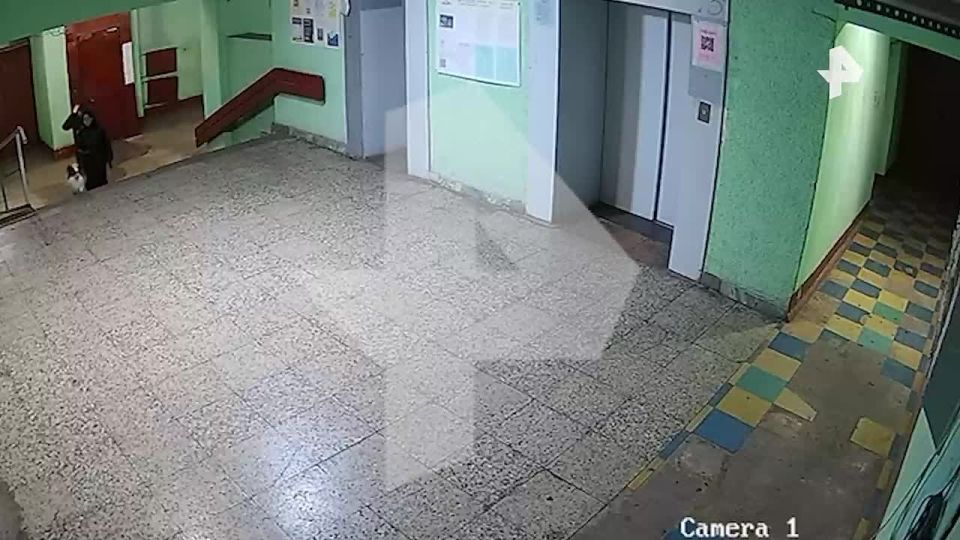 Мужчина швырнул маленькую собаку об стену в подъезде дома в Петербурге