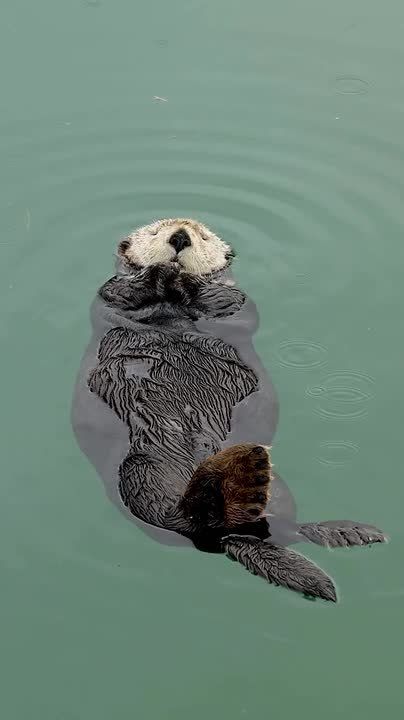 Спокойной ночи, друзья!. ——————