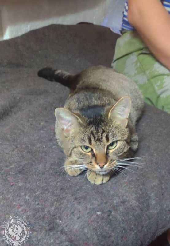 Два майора: Рубрика «Будни солдата»