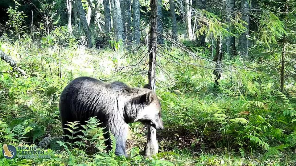 Зажигательный танец медведя запечатлели в Нижне-Свирском заповеднике