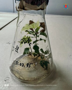 Тополиный пух, жара, июнь — больше не будет, говорят биологи