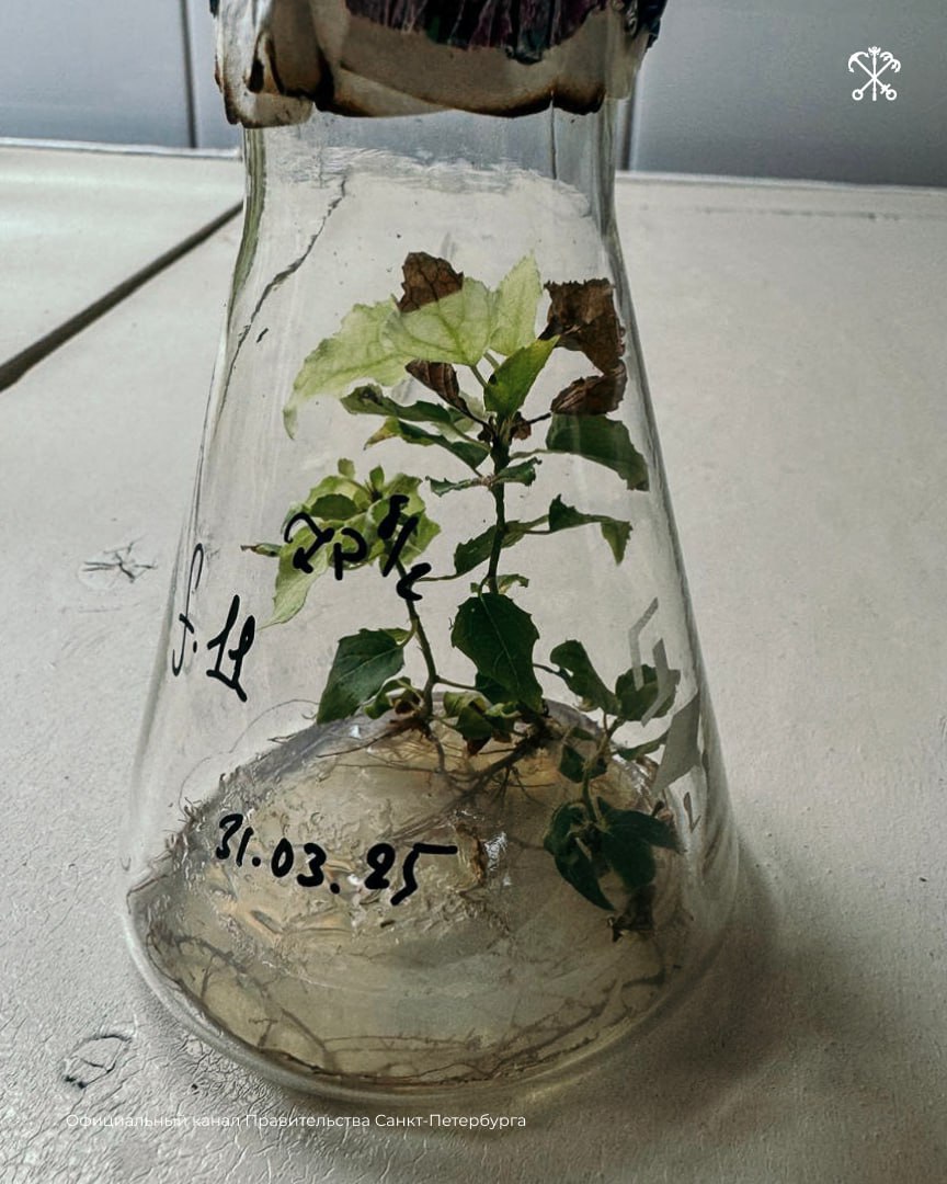 Учёные из Северной столицы нашли способ избавить деревья от пуха (а людей – от аллергии) Учёные из Северной столицы нашли способ избавить деревья от пуха (а людей – от аллергии)