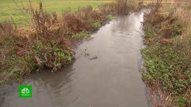 В Муринский ручей вновь выплеснулась канализация