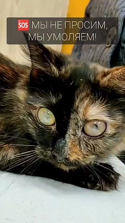 Юрий Баранчик: МЫ НЕ ПРОСИМ, МЫ УМОЛЯЕМ!. У нас заканчиваются корма