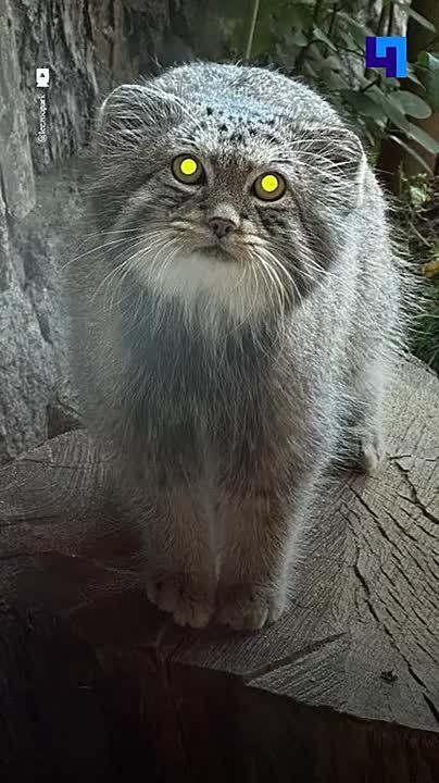 Манул Шу из Ленинградского зоопарка успешно готовится к зиме