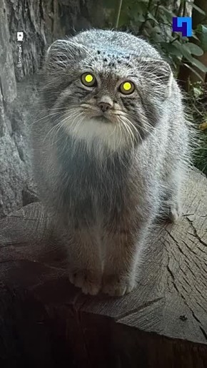 Манул Шу из Ленинградского зоопарка успешно готовится к зиме