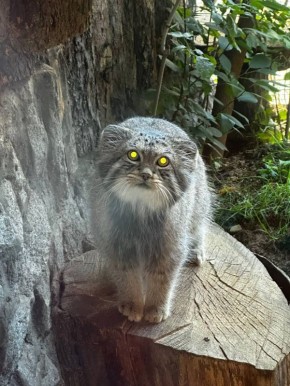 В Ленинградском зоопарке показали подготовку манула Шу к зиме