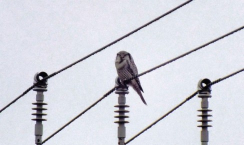 В Приозерске школьники сфотографировали редкую ястребиную сову