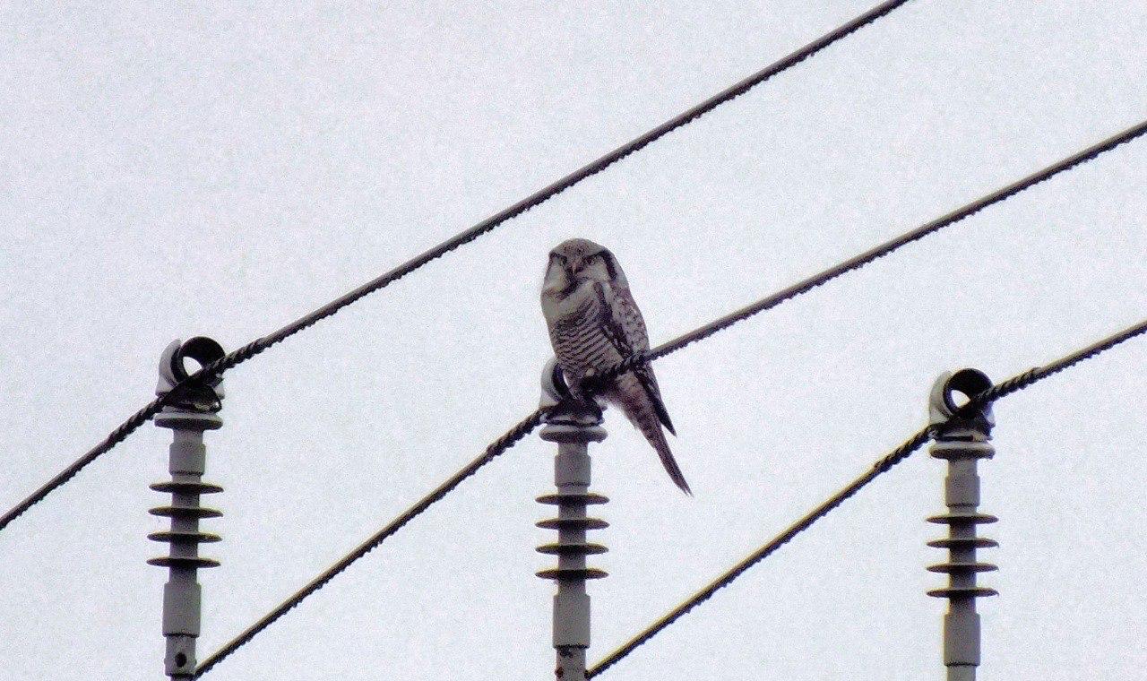 В Приозерске школьники сфотографировали редкую ястребиную сову