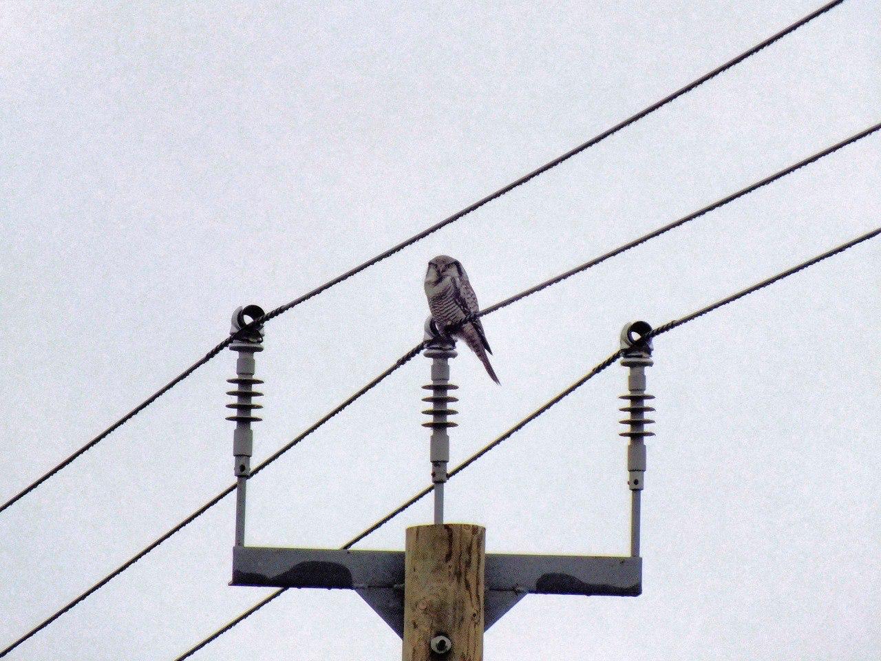 В Приозерске школьники сфотографировали редкую ястребиную сову В Приозерске школьники сфотографировали редкую ястребиную сову